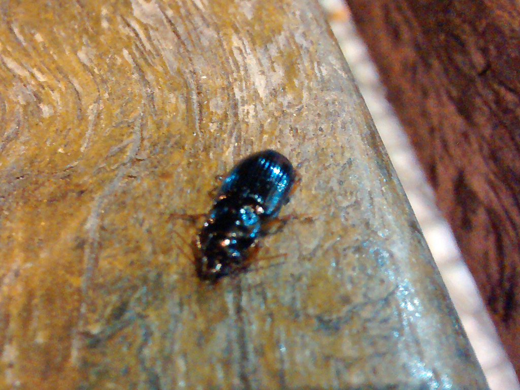 Escarabajo predador de la familia Carabidae