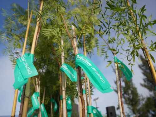 Ituzaingó plantará 24000 árboles en un ambicioso plan forestal