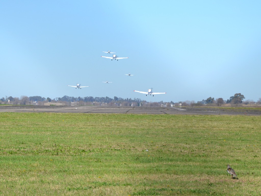 Teros y otras aves presenciaron el despegue de los aviones de Morón