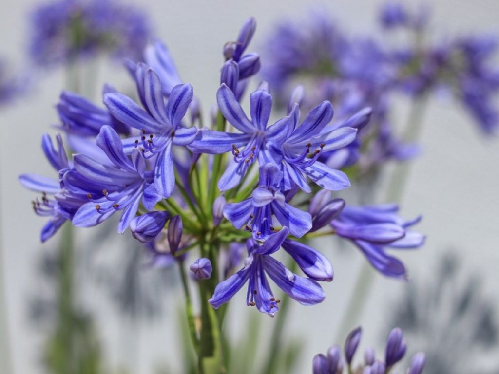 EL Agapantus es una especie poco melífera