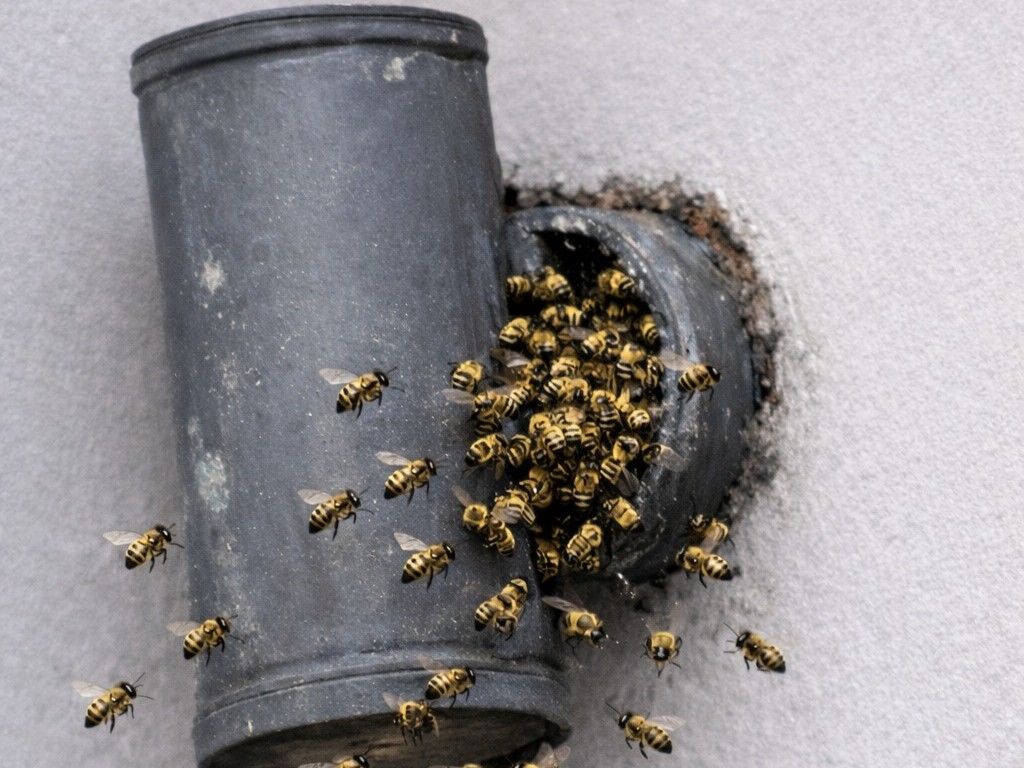 La nidificación de Apis mellifera ocurre en cavidades protegidas, secas y estructuralmente estables
