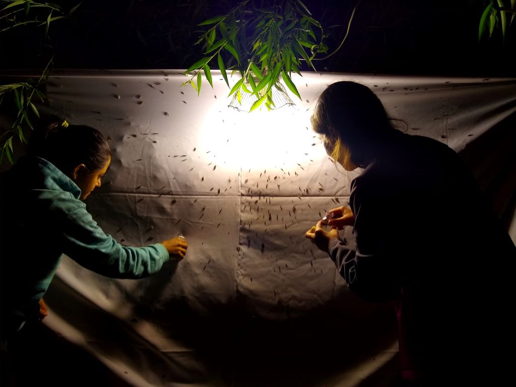 Trampa de luz en la Laguna Fantasma.