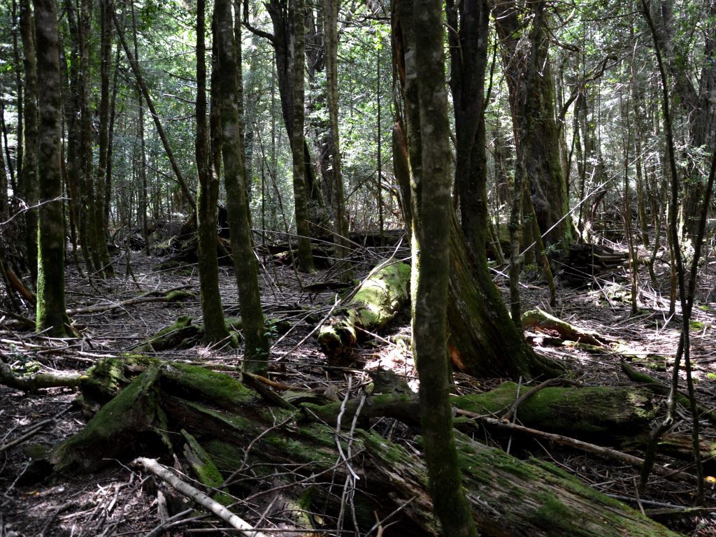 Selva valdiviana de Puerto Blest. 