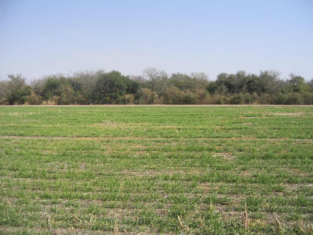 Monte y desmonte para cultivo de trigo. Tucumán.