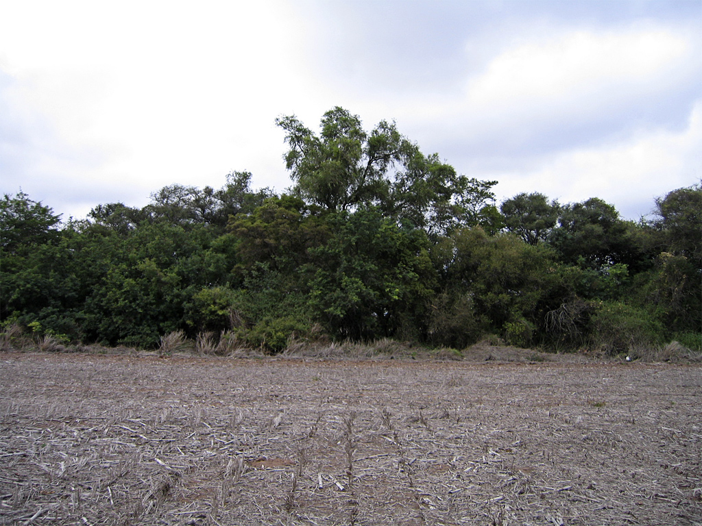 Desmonte para cultivo de soja. Suelo degradado. Salta.