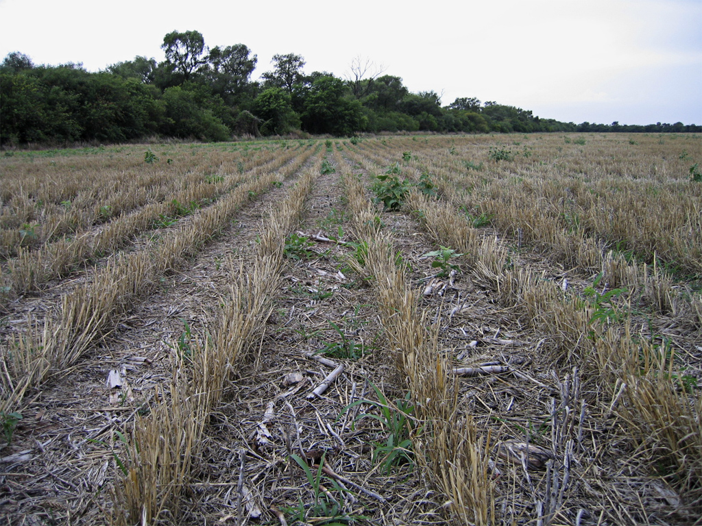 Desmonte para la agricultura de trigo, maí­z y soja. Salta