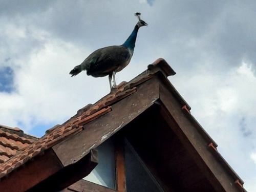 Apareció un pavo real en un techo de Ramos Mejía