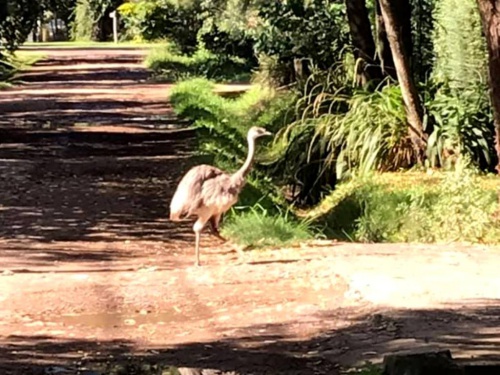 Efecto cuarentena: Un ñandú se paseó por Parque Leloir