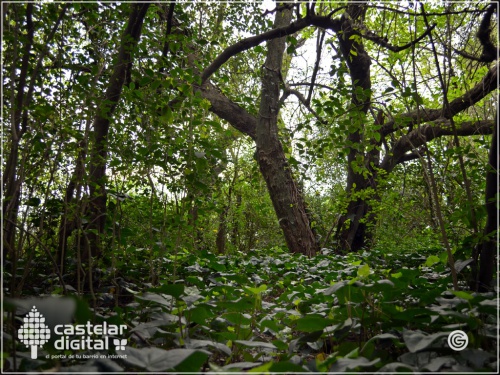 Descubrí cómo nació la Reserva Natural Urbana de Morón