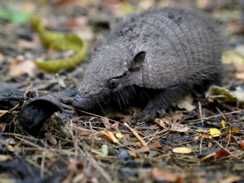 Ecología: liberaron una pareja de quirquinchos en la Reserva Río Reconquista