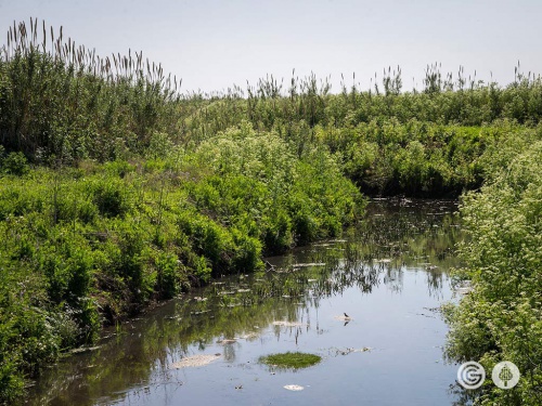 Isla Verde: conocé cómo será la segunda reserva ecológica de Morón