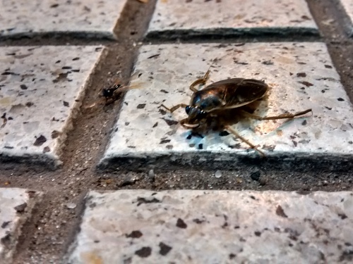 Faroles y bichos: con el calor los insectos invaden Castelar