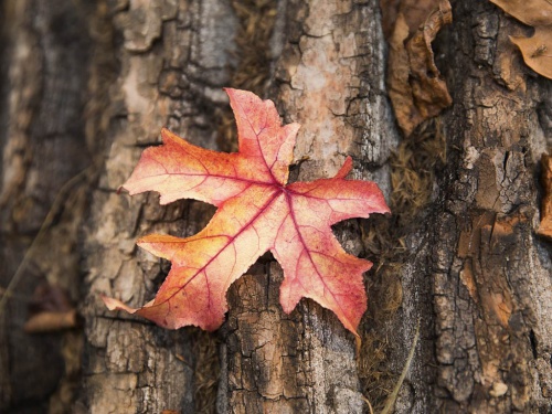 ´Hoja de otoño´ poema por Haydée Piteo