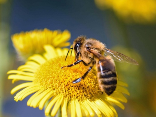 Abejas y Paisajismo urbano: C&oacute;mo prevenir molestias sin eliminar naturaleza