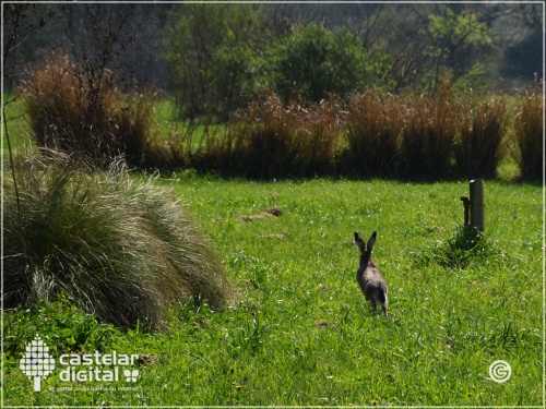 Botánico Ragonese: Pulmón que protege la flora y fauna local