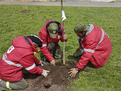 Avanza el plan de reforestación en todo Morón