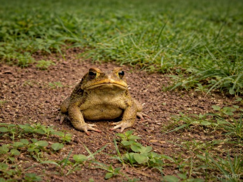 Cuando un sapo pod&iacute;a confirmar un embarazo