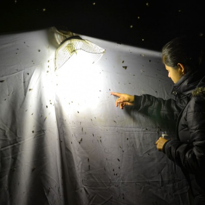 Mg Gabrielle Jorge recolectando desde la trampa de luz.