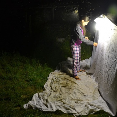 Dra María Laura Libonatti recolectando desde la trampa de luz. 