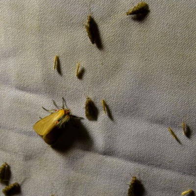 En horario crepuscular, la trampa atrae a todo tipo de insectos. 