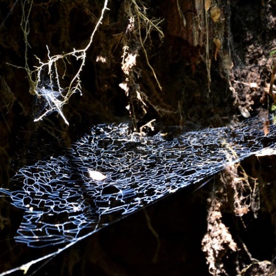 Tela de araña en la selva valdiviana de Puerto Blest. 
