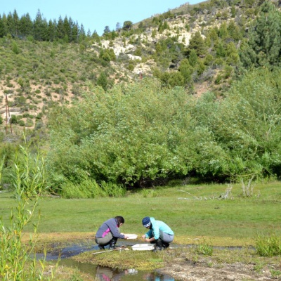 Las entomólogas en plena tarea cerca del río Ñirihuau.