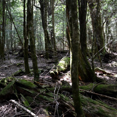 Selva valdiviana de Puerto Blest. 