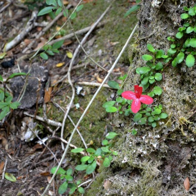 Selva valdiviana de Puerto Blest. 