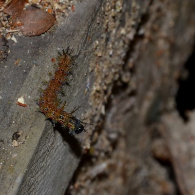 Una oruga de mariposa en Puerto Blest. 