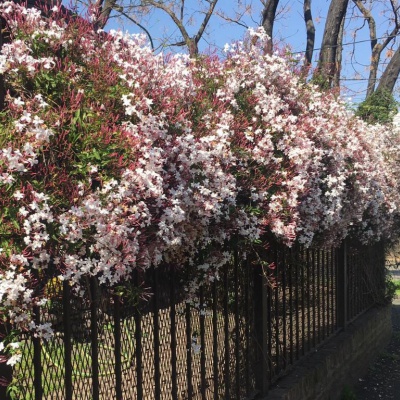 Jazmines en los muros: una soluci&oacute;n verde que mejora el paisaje y el &aacute;nimo en Castelar