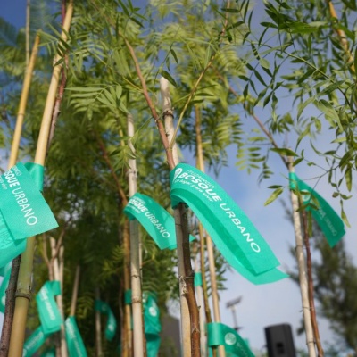 Ituzaingó plantará 24000 árboles en un ambicioso plan forestal