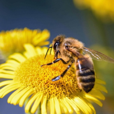 Abejas y Paisajismo urbano: C&oacute;mo prevenir molestias sin eliminar naturaleza