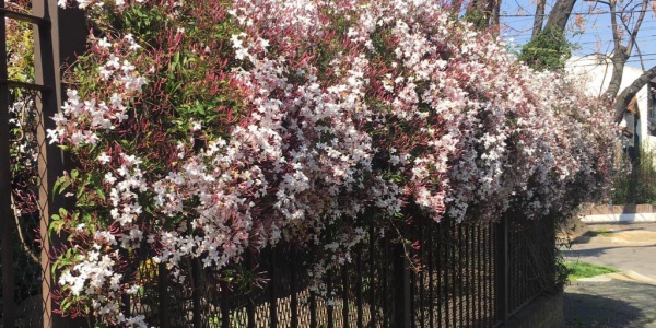 Jazmines en los muros: una soluci&oacute;n verde que mejora el paisaje y el &aacute;nimo en Castelar