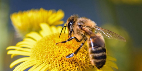 Abejas y Paisajismo urbano: C&oacute;mo prevenir molestias sin eliminar naturaleza