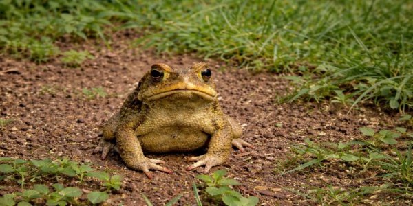 Cuando un sapo pod&iacute;a confirmar un embarazo